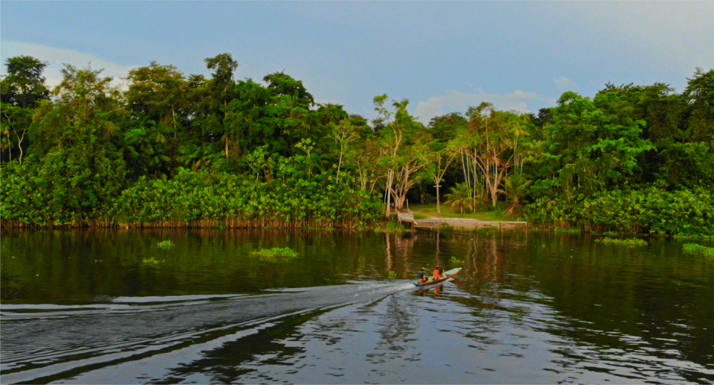 Vale e Grupo Algar compram crédito de carbono para proteger 50 mil hectares de floresta na Amazônia paraense
